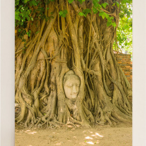 Buddha Head in Tree Thailand